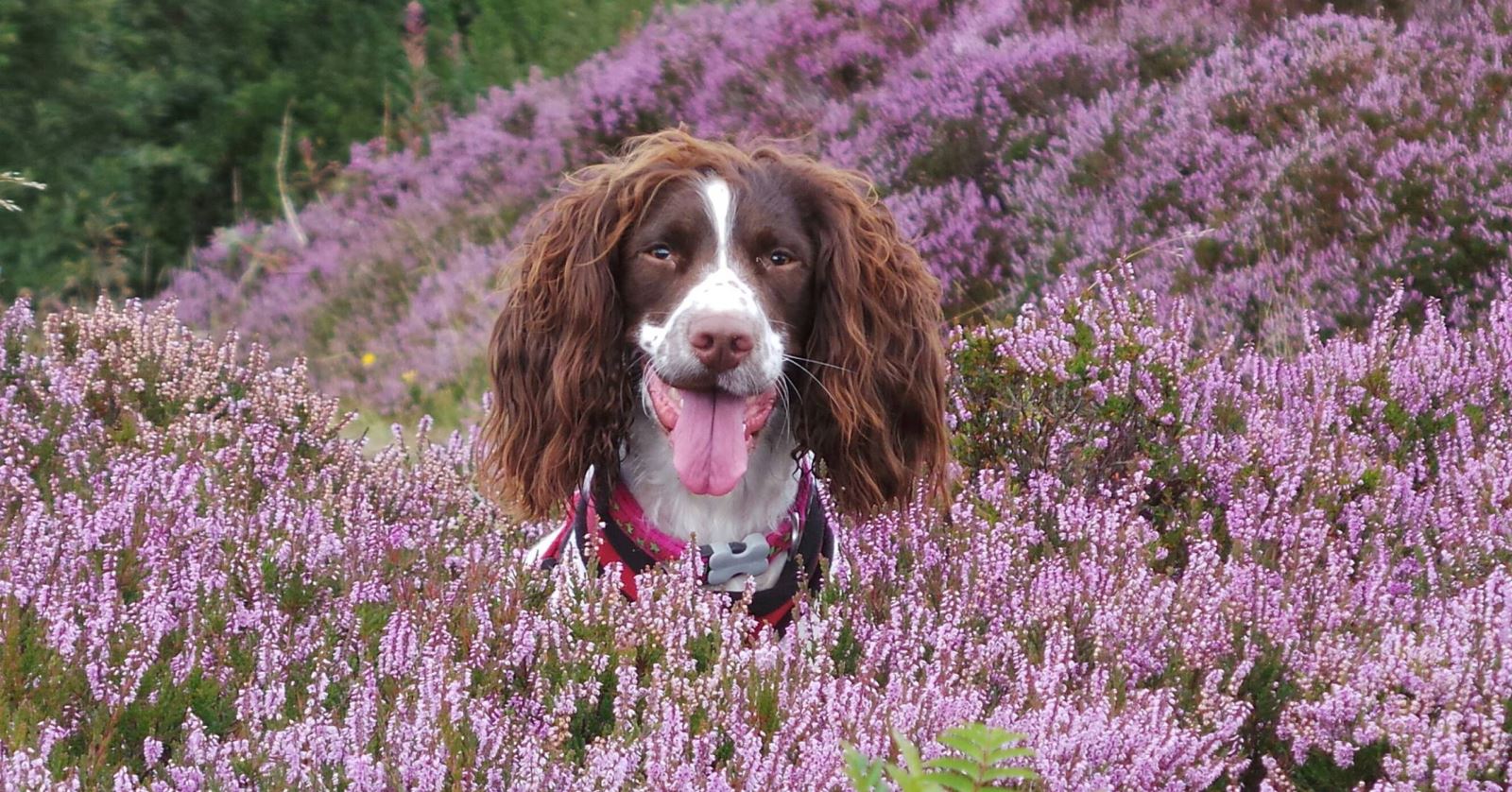 springer spaniel sat in purple heather